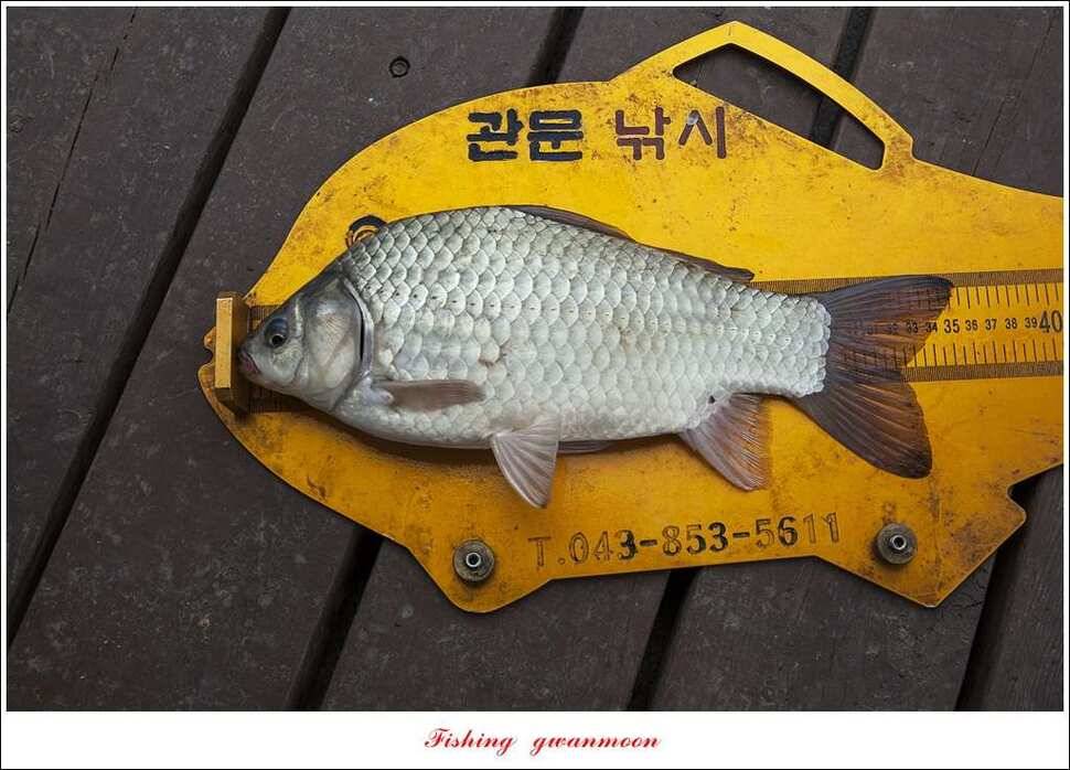 한버들실리곡돌감 월척 (조황조행기 - 특파원조황)