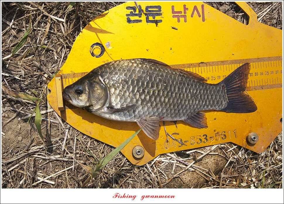 한버들 445 cm신매병호돌감실리곡화곡지달천강 조황 (조황조행기 - 특파원조황)