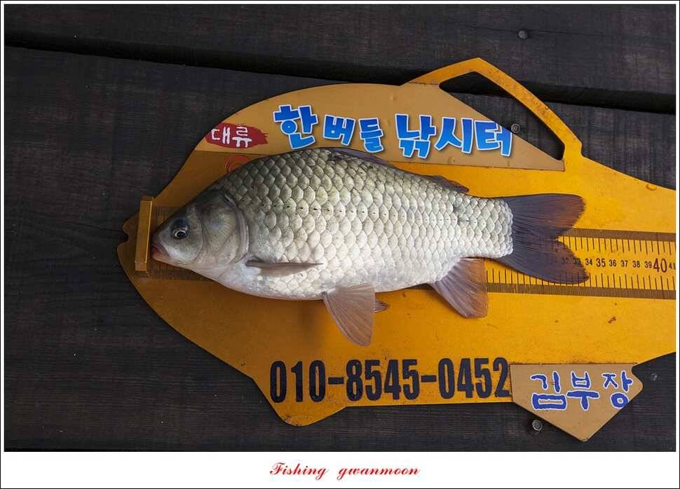 한버들 마릿수 월척 조황 (조황조행기 - 특파원조황)