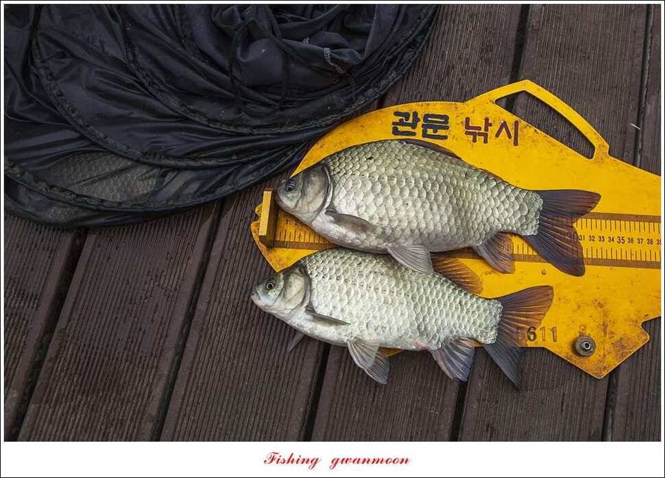 한버들실리곡돌감 월척 (조황조행기 - 특파원조황)