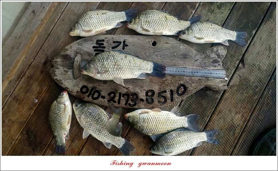 늘푸른 42 cm돌감한버들실리곡 월척 조황 (조황조행기 - 특파원조황)