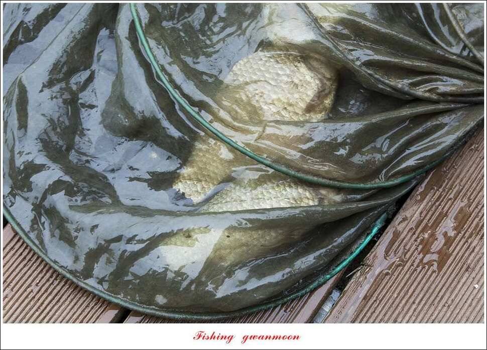 한버들실리곡돌감 월척 (조황조행기 - 특파원조황)