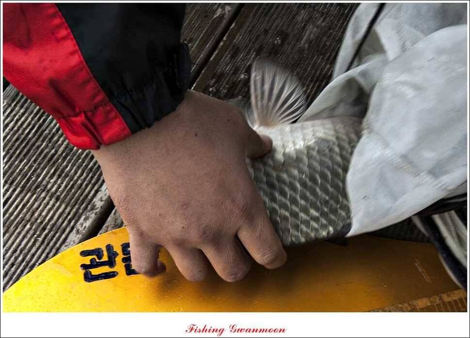 충주호 주말 조황 (조황조행기 - 특파원조황)