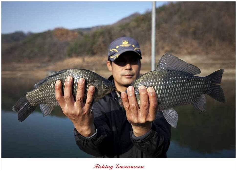 실리곡돌감짱가네한버들 조황 (조황조행기 - 특파원조황)