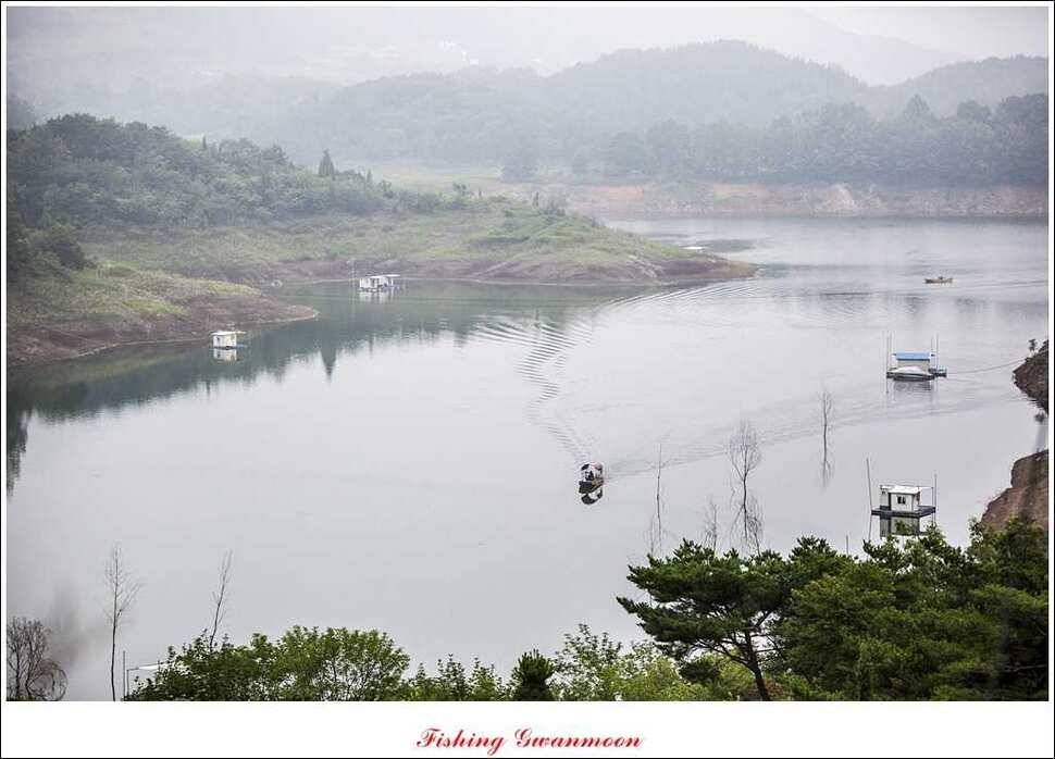 돌감병호늘푸른한버들화곡지 조황 (조황조행기 - 특파원조황)