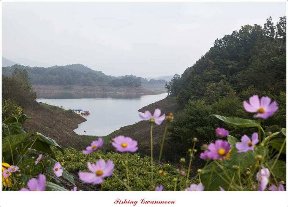 제일실리곡돌감 월척 조황 (조황조행기 - 특파원조황)