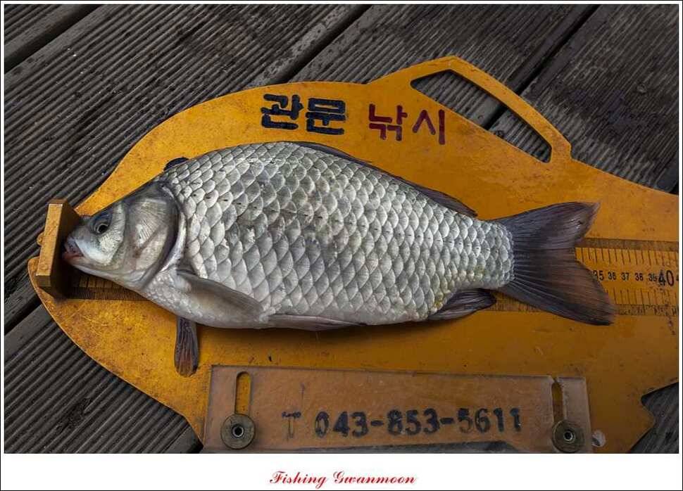 충주호 주말 조황 (조황조행기 - 특파원조황)