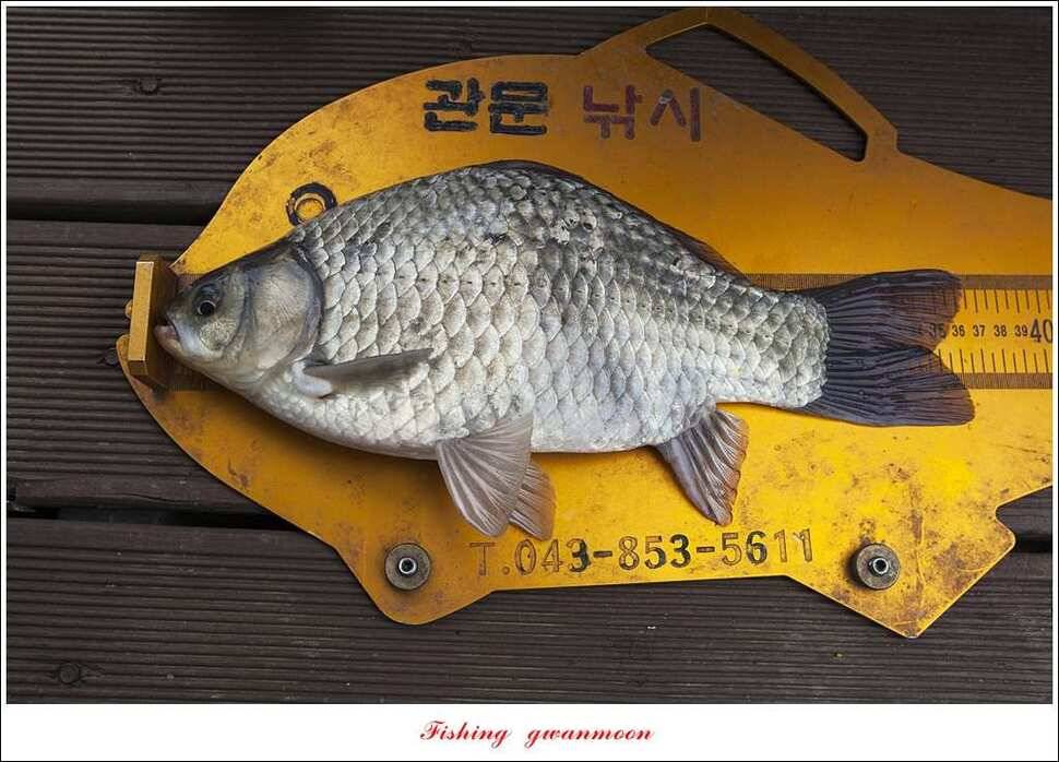 한버들실리곡돌감 월척 (조황조행기 - 특파원조황)