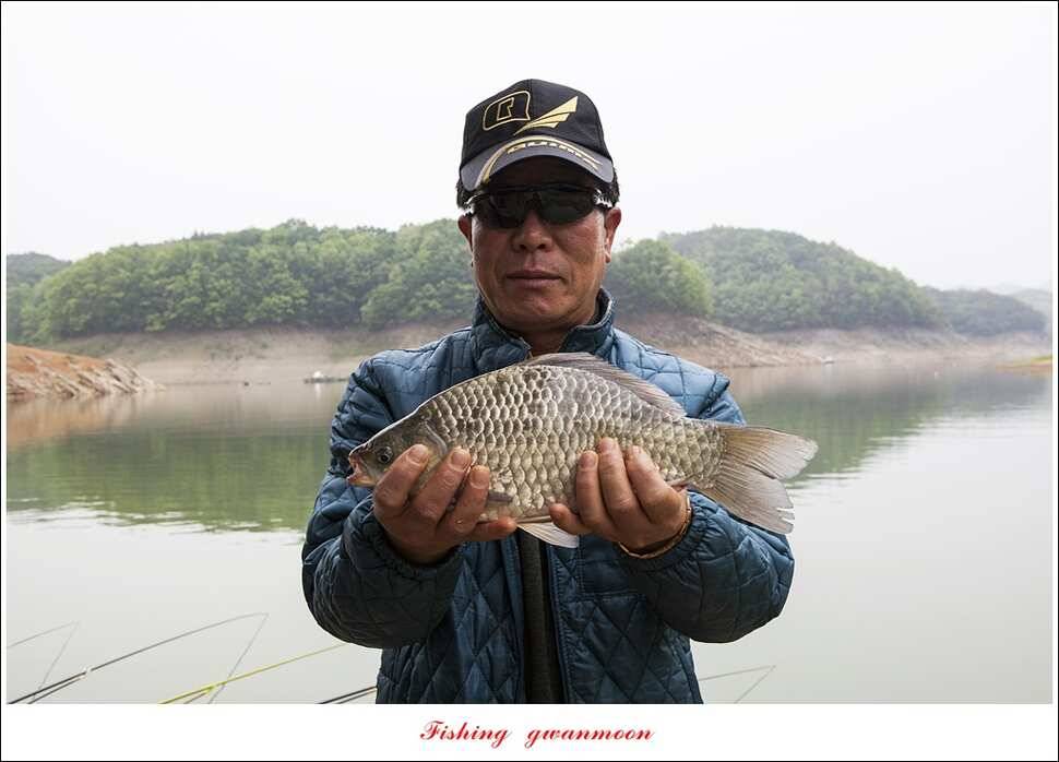 한버들실리곡돌감 월척 (조황조행기 - 특파원조황)