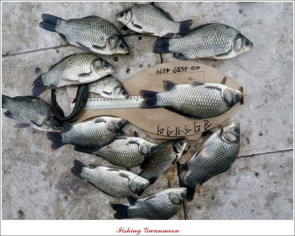 실리곡화곡지달천강 조황 (조황조행기 - 특파원조황)