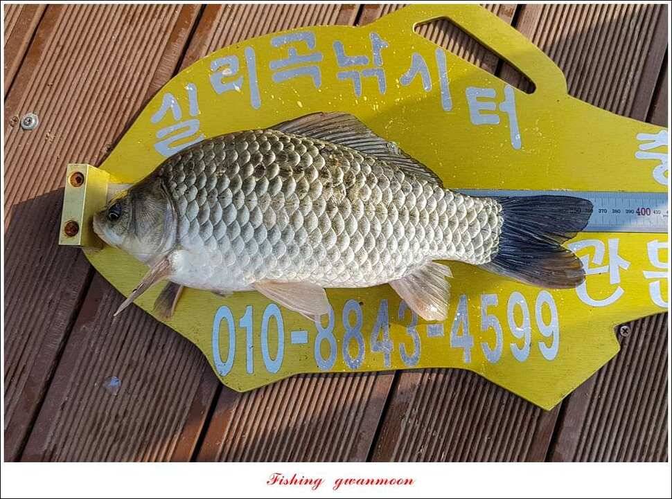한버들 405cm40cm칠성지 43 cm실리곡 마릿수 월척 (조황조행기 - 특파원조황)