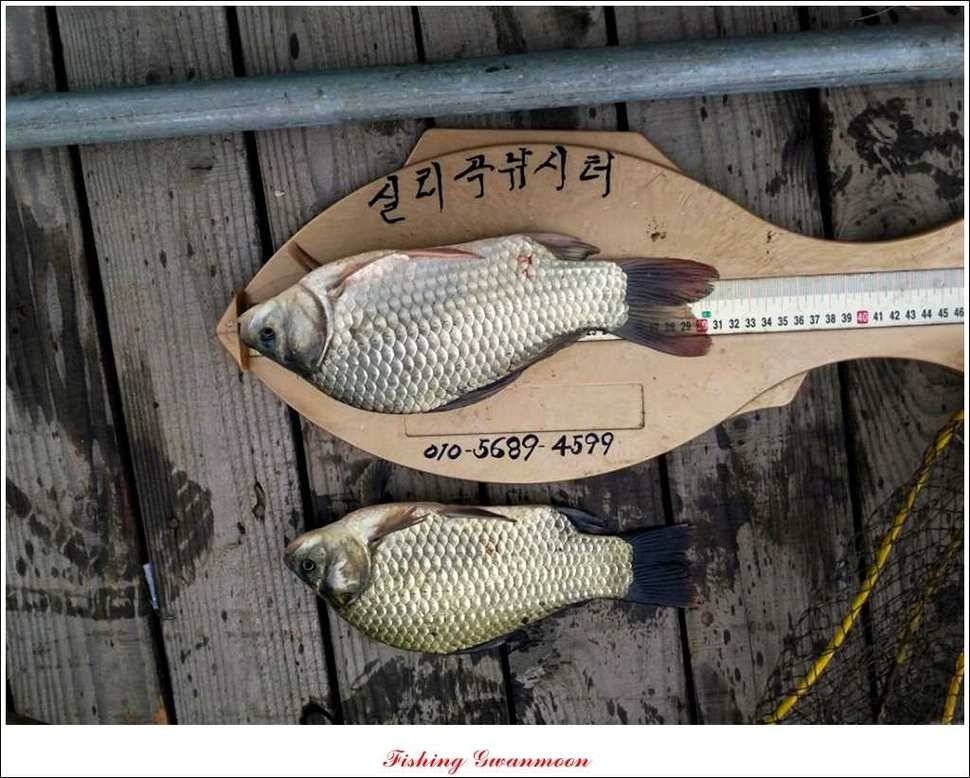 실리곡화곡지달천강 조황 (조황조행기 - 특파원조황)