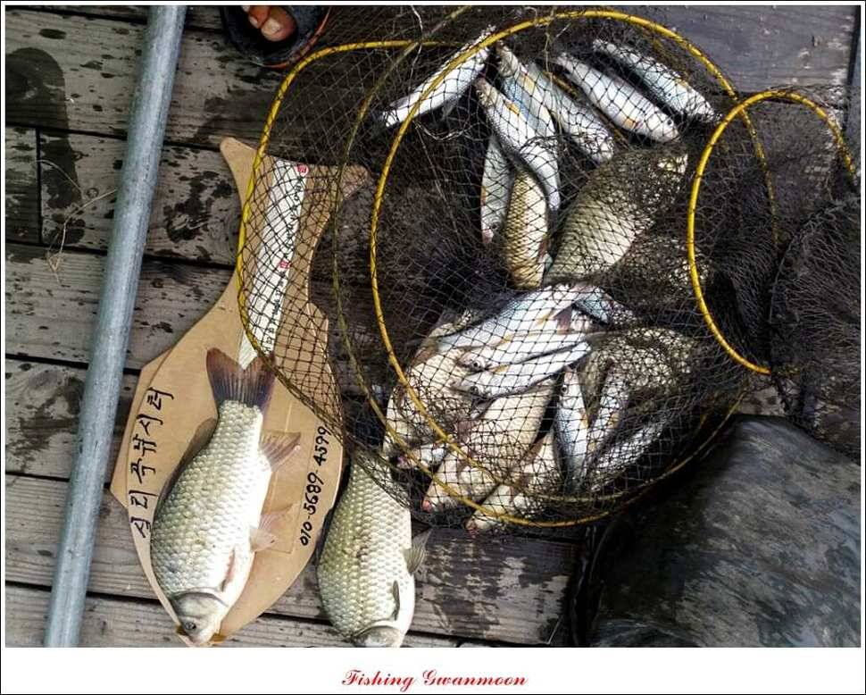실리곡화곡지달천강 조황 (조황조행기 - 특파원조황)
