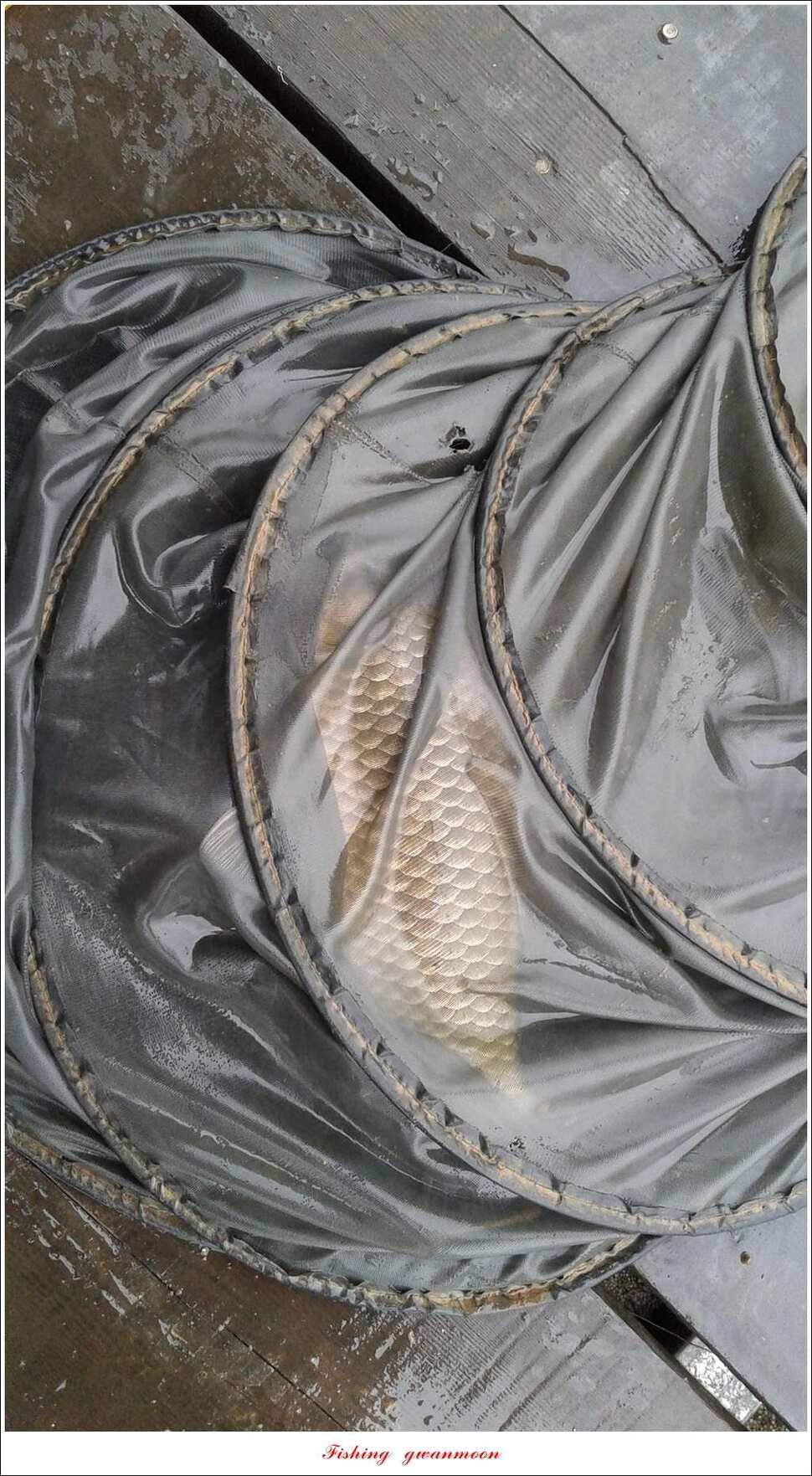 늘푸른 42 cm돌감한버들실리곡 월척 조황 (조황조행기 - 특파원조황)