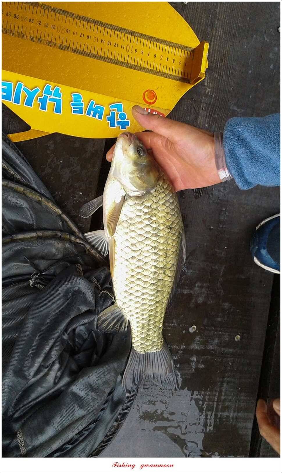 늘푸른 42 cm돌감한버들실리곡 월척 조황 (조황조행기 - 특파원조황)