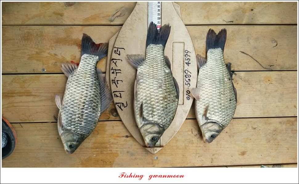 한버들실리곡돌감 월척 (조황조행기 - 특파원조황)