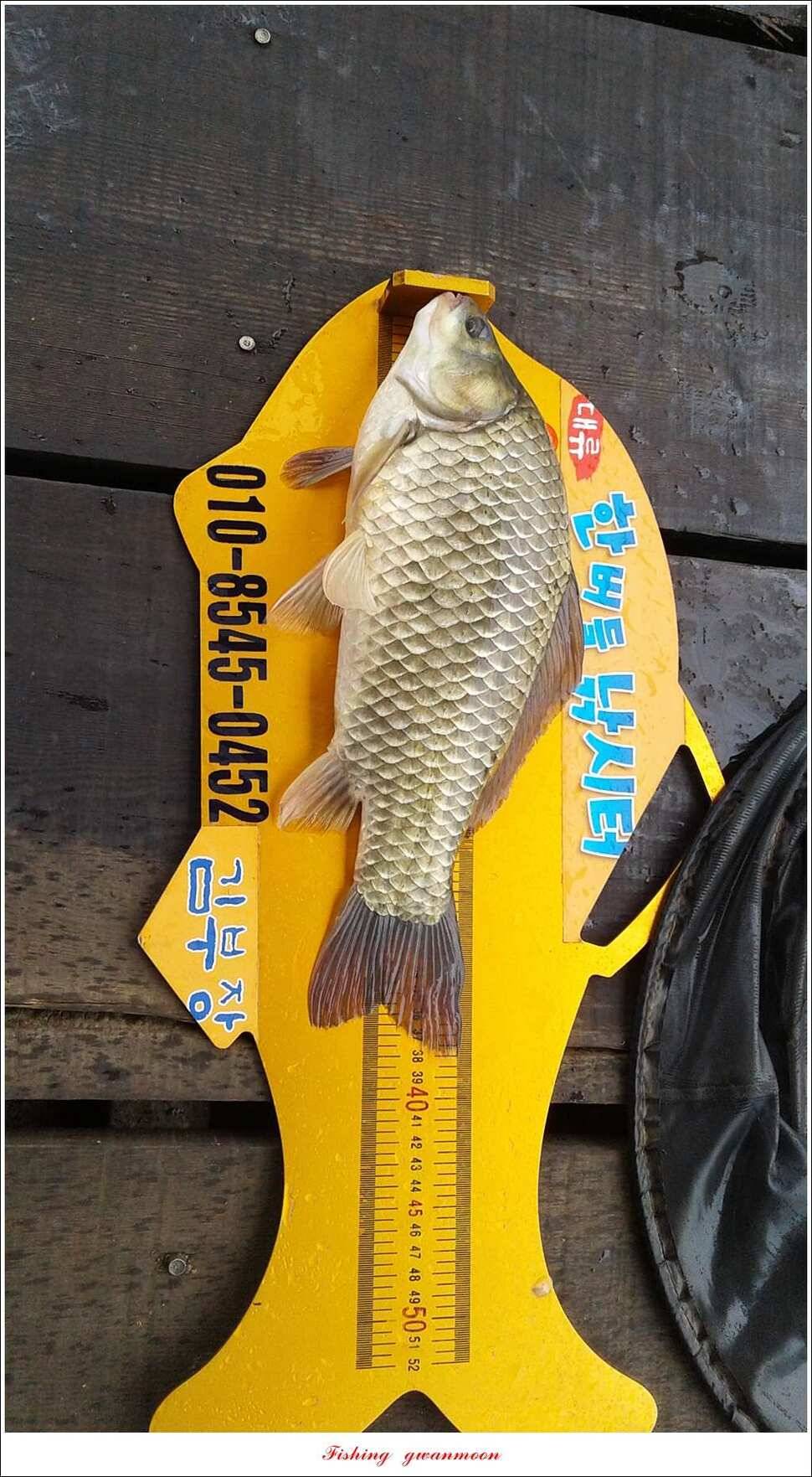 늘푸른 42 cm돌감한버들실리곡 월척 조황 (조황조행기 - 특파원조황)
