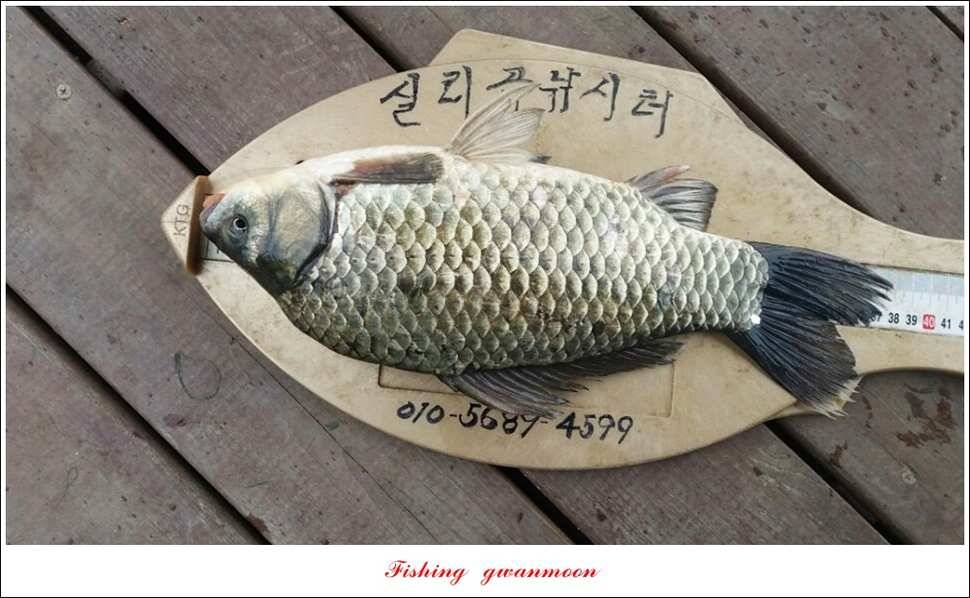 한버들실리곡돌감 월척 (조황조행기 - 특파원조황)