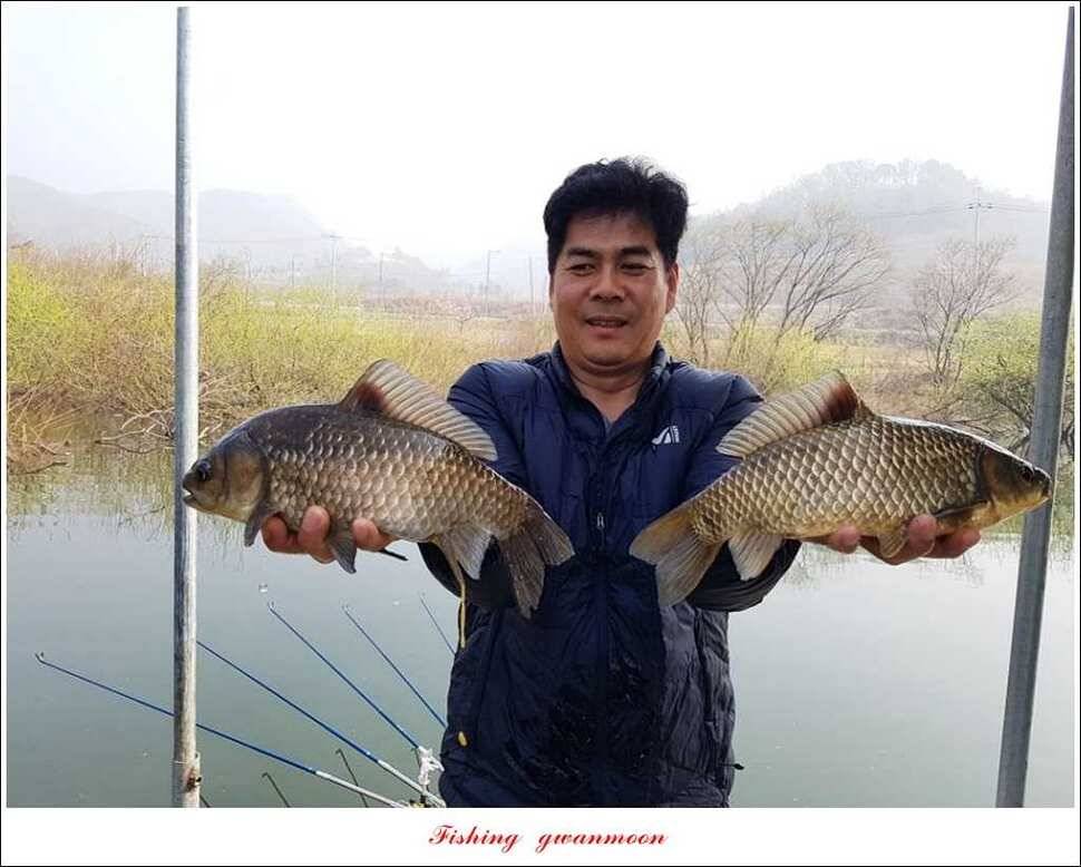 충주괴산권 호조황 소식 (조황조행기 - 특파원조황)