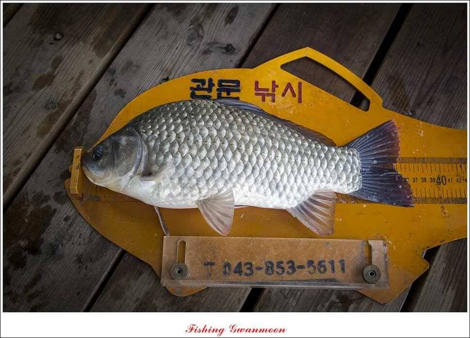 한버들병호실리곡화곡지달천강 조황 (조황조행기 - 특파원조황)