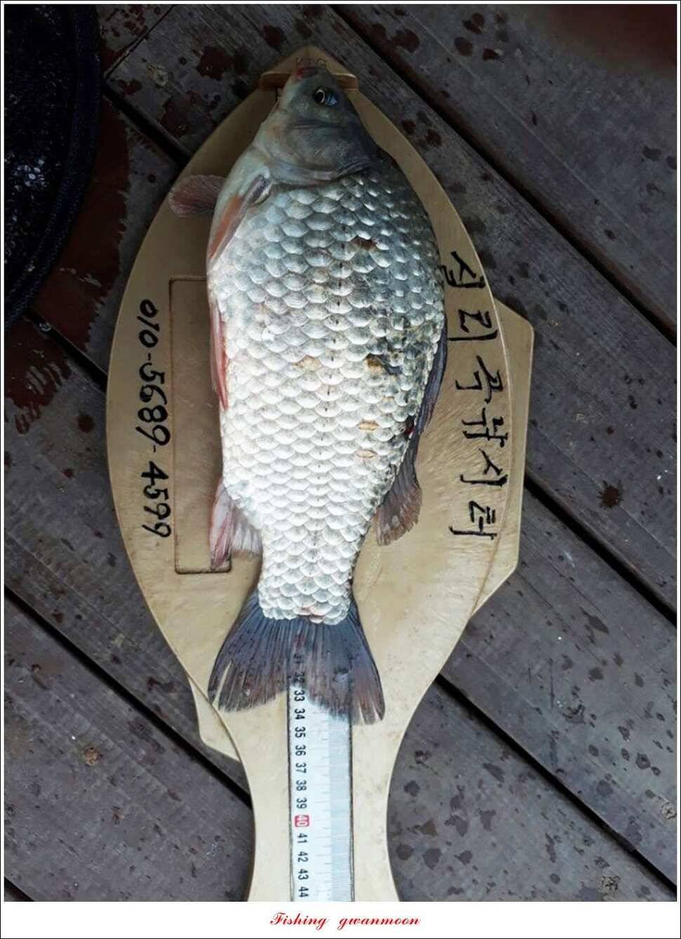 늘푸른 42 cm돌감한버들실리곡 월척 조황 (조황조행기 - 특파원조황)
