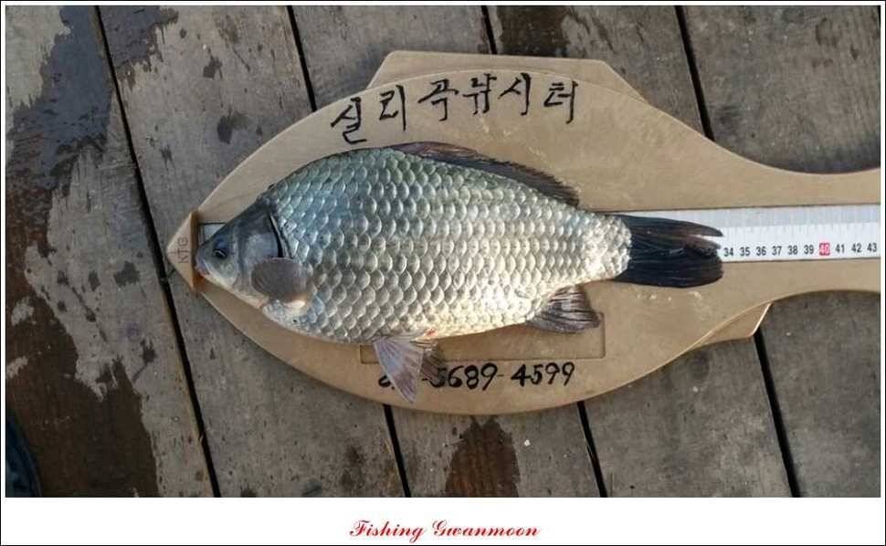 실리곡돌감짱가네한버들 조황 (조황조행기 - 특파원조황)