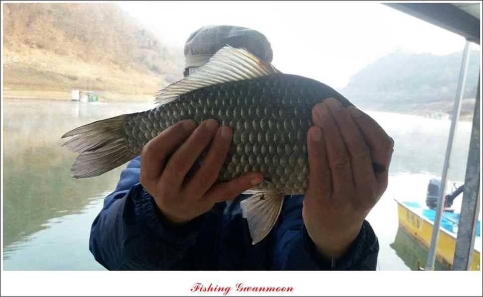 실리곡돌감짱가네한버들 조황 (조황조행기 - 특파원조황)