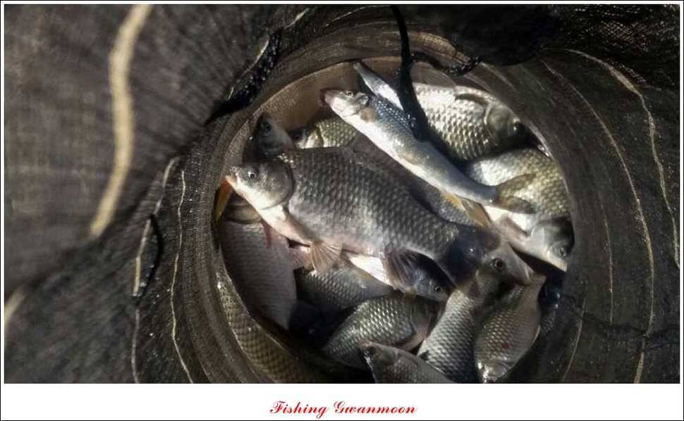 실리곡돌감짱가네한버들 조황 (조황조행기 - 특파원조황)