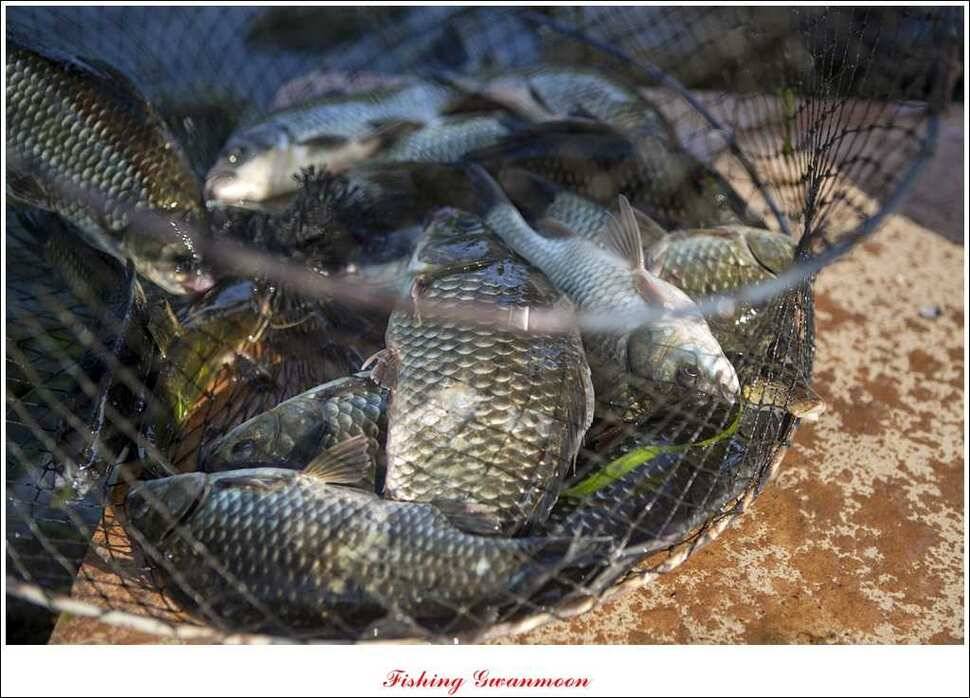 실리곡화곡지달천강 조황 (조황조행기 - 특파원조황)