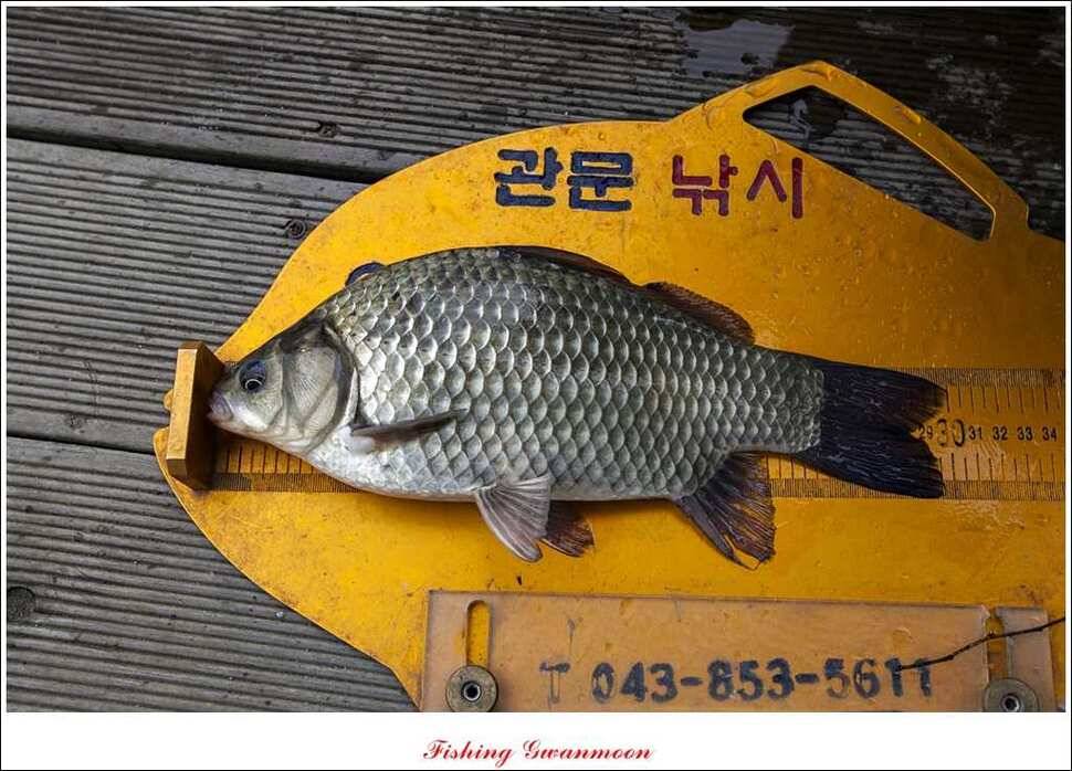 충주호 주말 조황 (조황조행기 - 특파원조황)