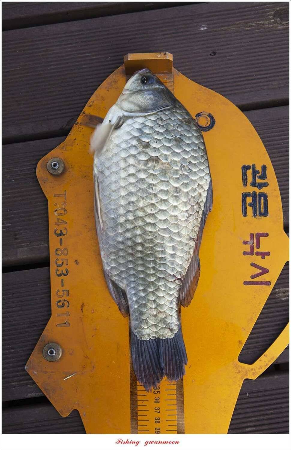 늘푸른 395 cm병호 35 cm한버들 월척 조황 (조황조행기 - 특파원조황)