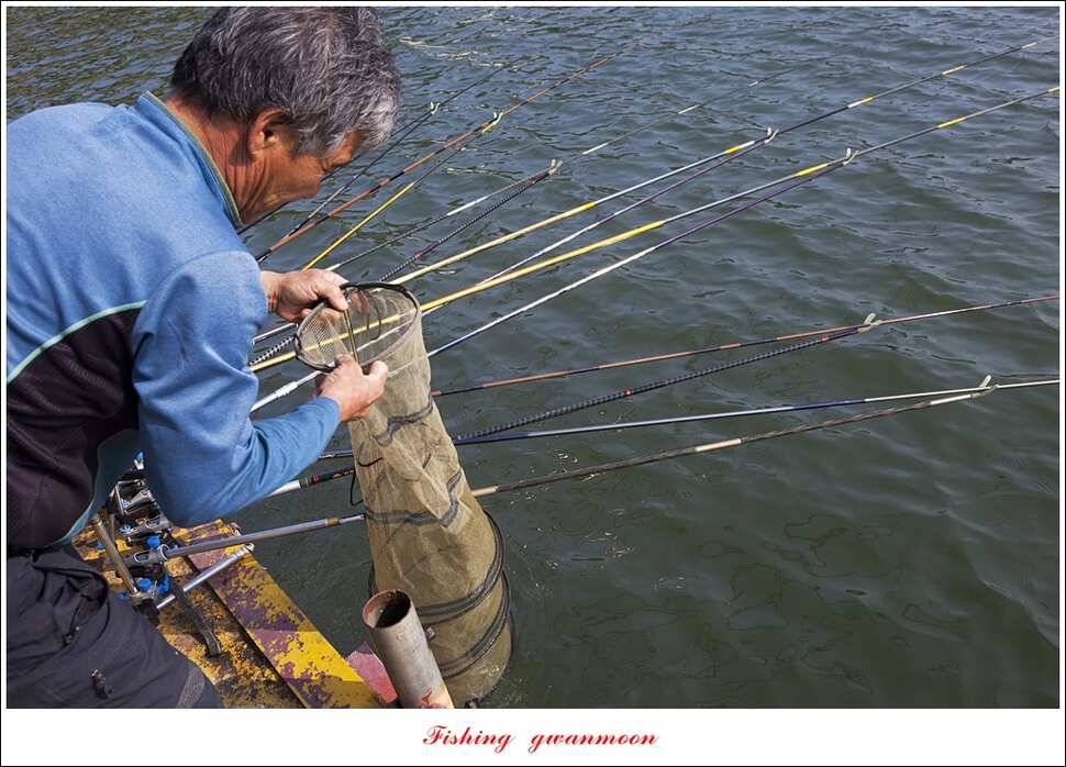 늘푸른 395 cm병호 35 cm한버들 월척 조황 (조황조행기 - 특파원조황)