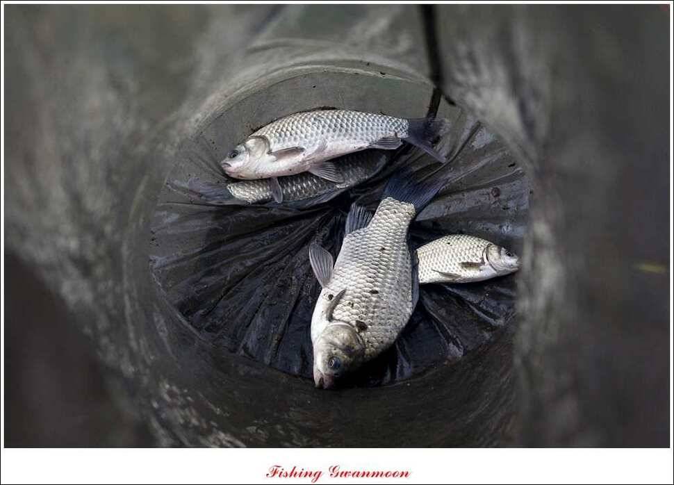 한버들병호실리곡화곡지달천강 조황 (조황조행기 - 특파원조황)