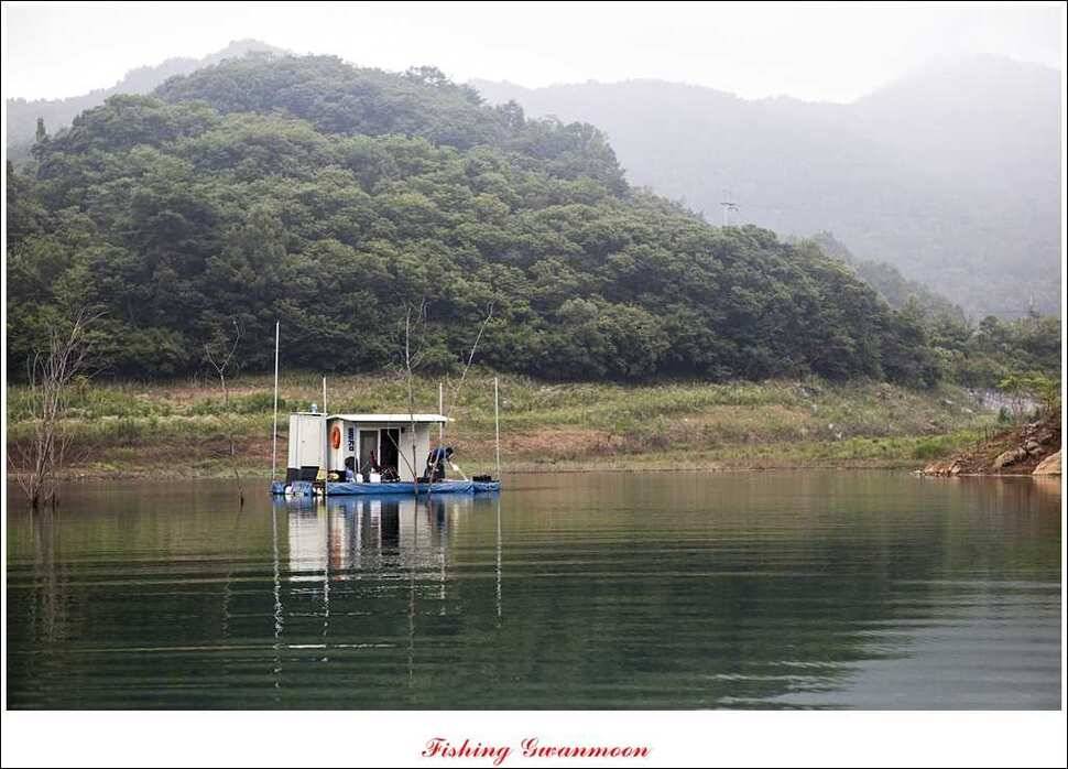 돌감병호늘푸른한버들화곡지 조황 (조황조행기 - 특파원조황)