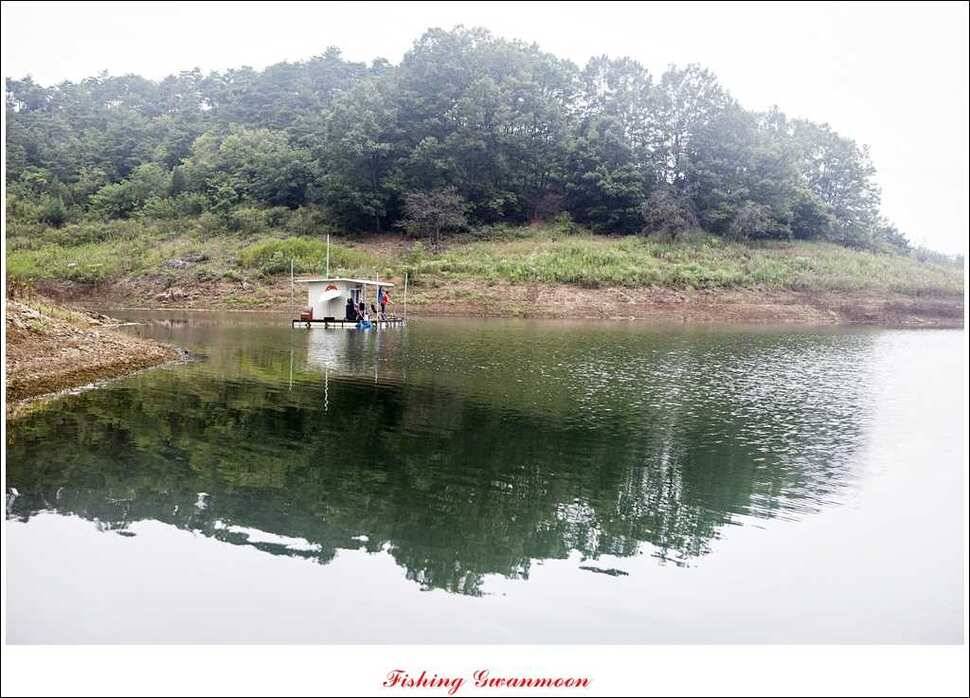 돌감병호늘푸른한버들화곡지 조황 (조황조행기 - 특파원조황)