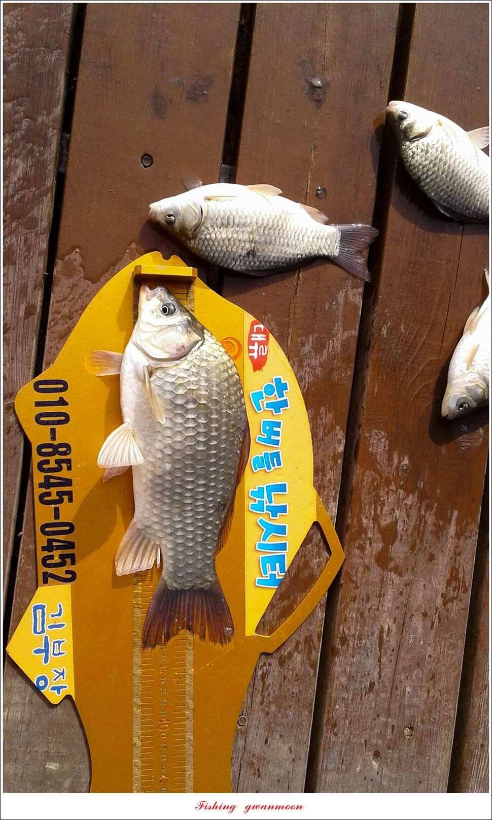 늘푸른 395 cm병호 35 cm한버들 월척 조황 (조황조행기 - 특파원조황)