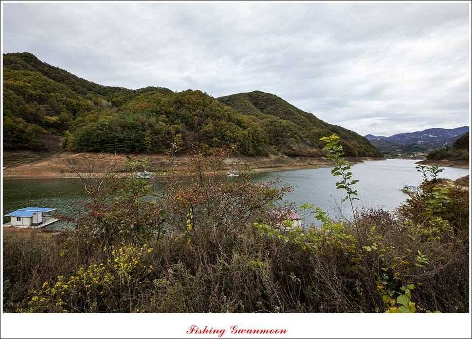 충주호 주말 조황 (조황조행기 - 특파원조황)