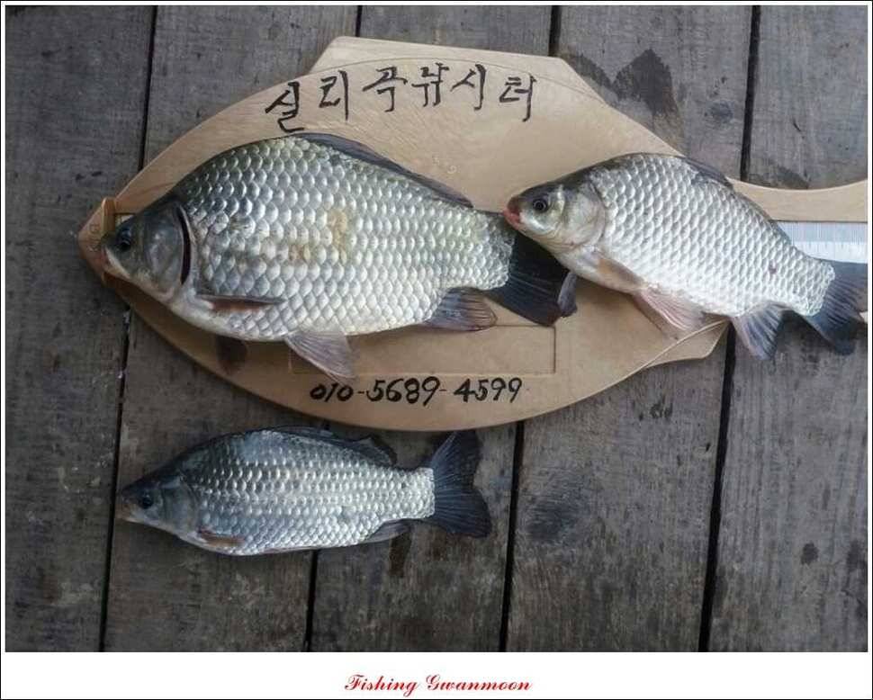 충주호 주말 조황 (조황조행기 - 특파원조황)