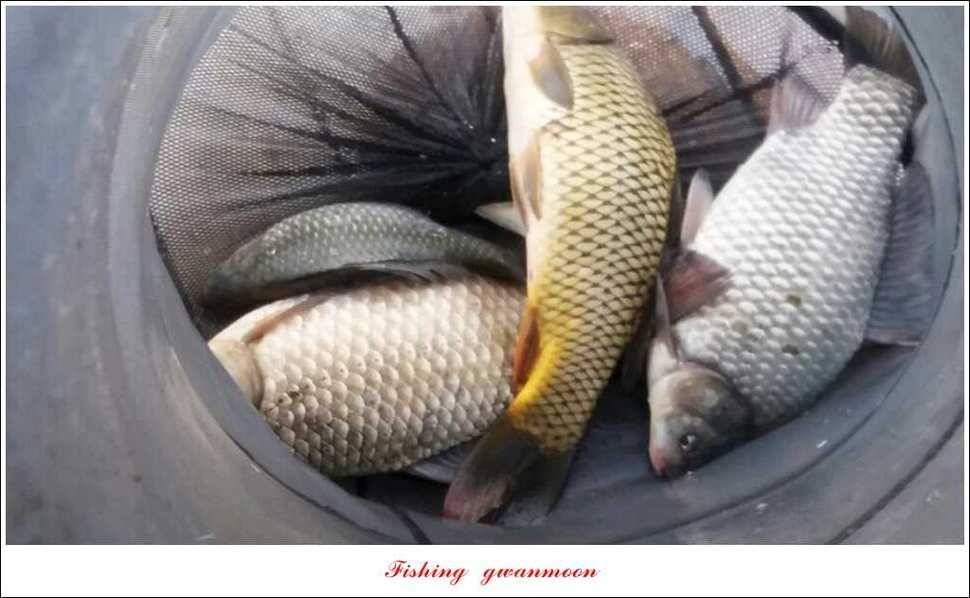 실리곡 38 cm 월척화곡지 월척 조황 (조황조행기 - 특파원조황)