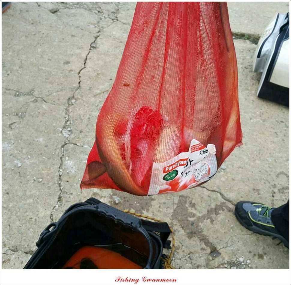 돌감병호늘푸른한버들화곡지 조황 (조황조행기 - 특파원조황)