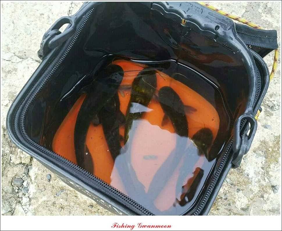돌감병호늘푸른한버들화곡지 조황 (조황조행기 - 특파원조황)