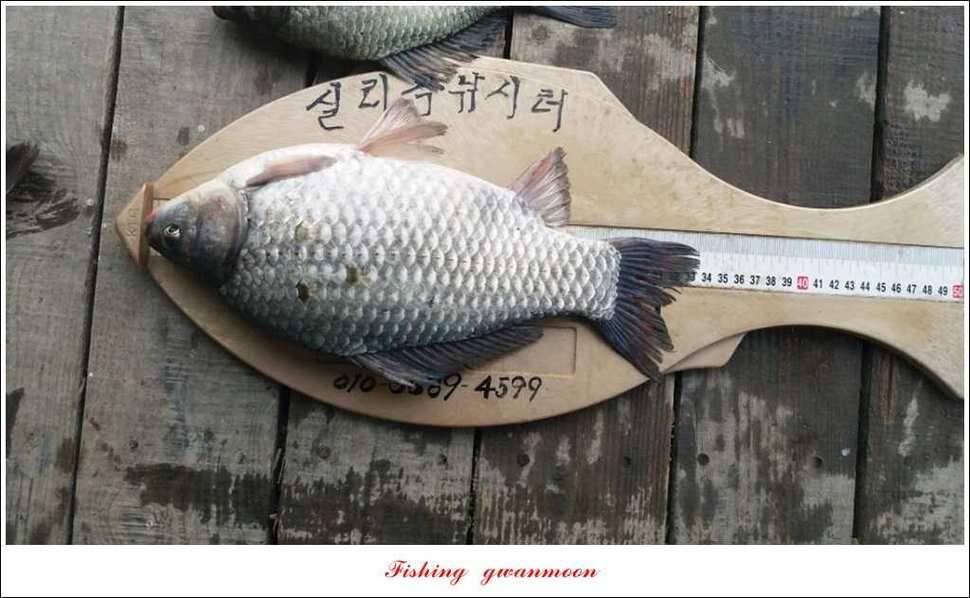 실리곡 38 cm 월척화곡지 월척 조황 (조황조행기 - 특파원조황)