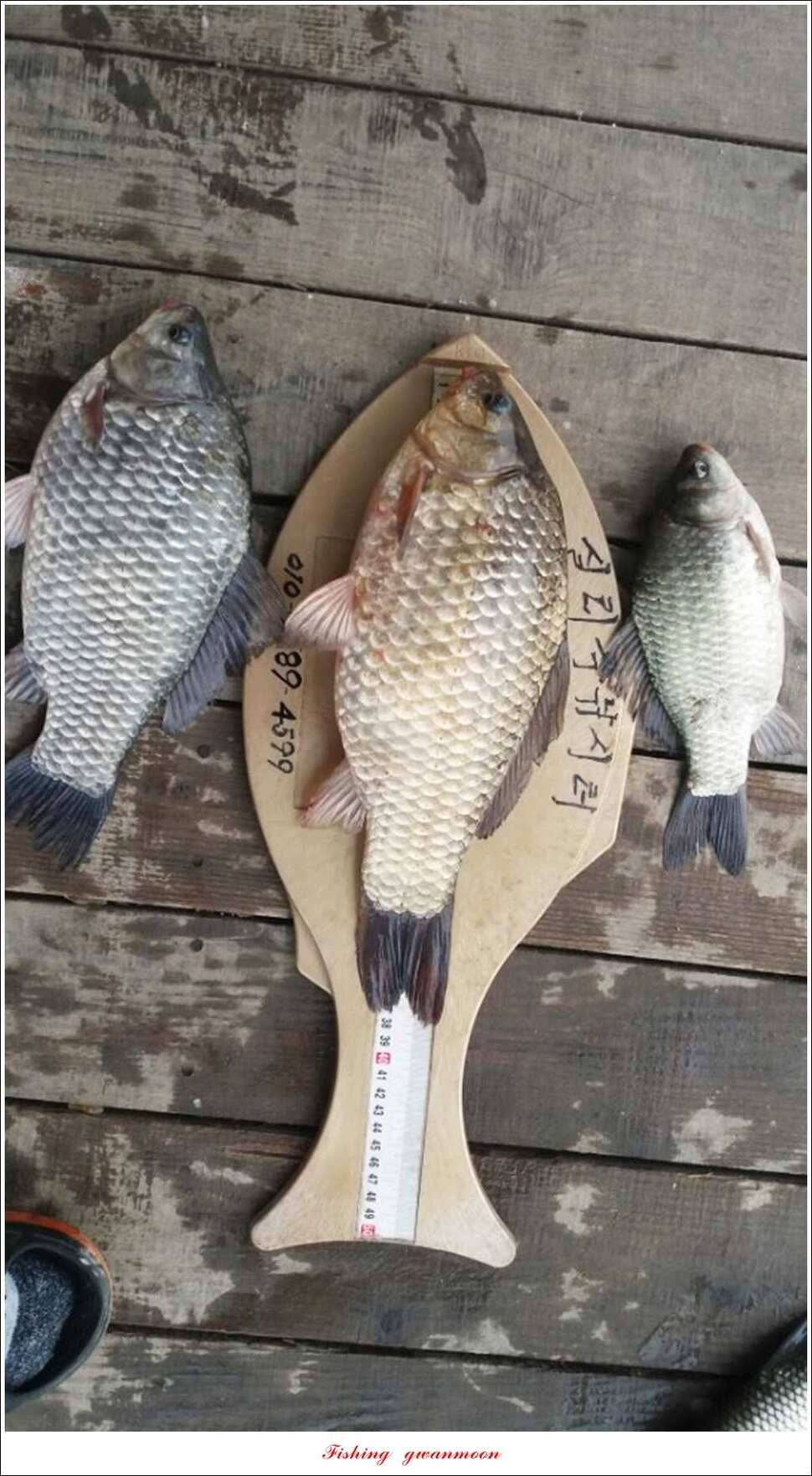 실리곡 38 cm 월척화곡지 월척 조황 (조황조행기 - 특파원조황)
