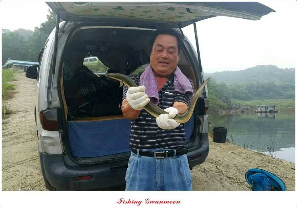 돌감병호늘푸른한버들화곡지 조황 (조황조행기 - 특파원조황)