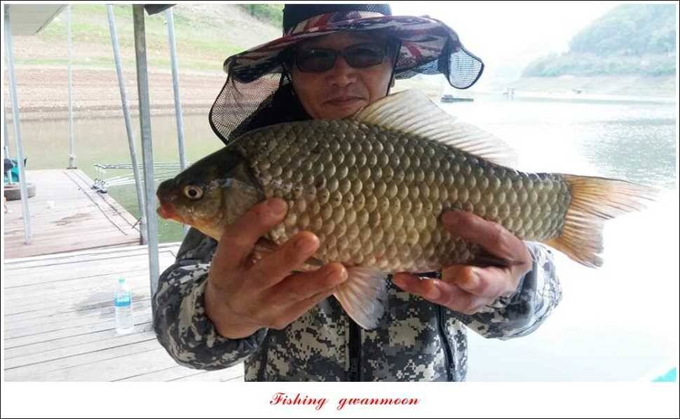 실리곡 38 cm 월척화곡지 월척 조황 (조황조행기 - 특파원조황)