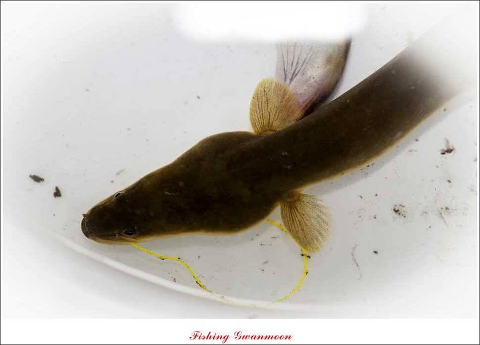 돌감병호늘푸른한버들화곡지 조황 (조황조행기 - 특파원조황)