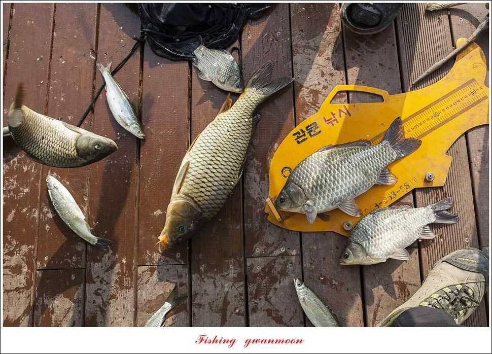 실리곡 38 cm 월척화곡지 월척 조황 (조황조행기 - 특파원조황)
