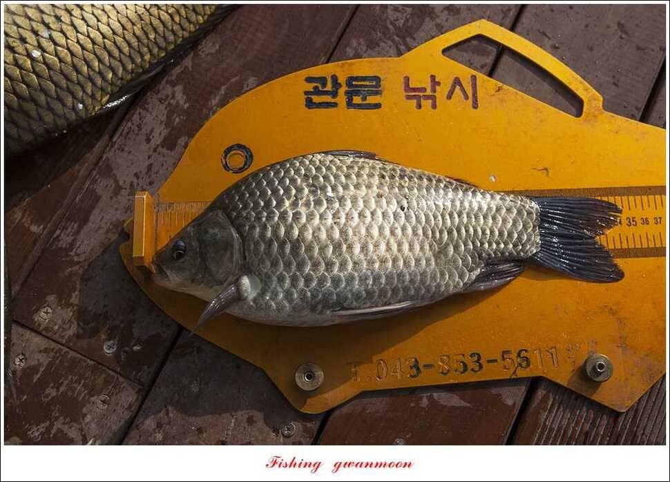 실리곡 38 cm 월척화곡지 월척 조황 (조황조행기 - 특파원조황)