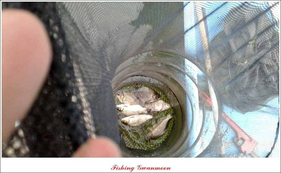 돌감병호늘푸른한버들화곡지 조황 (조황조행기 - 특파원조황)