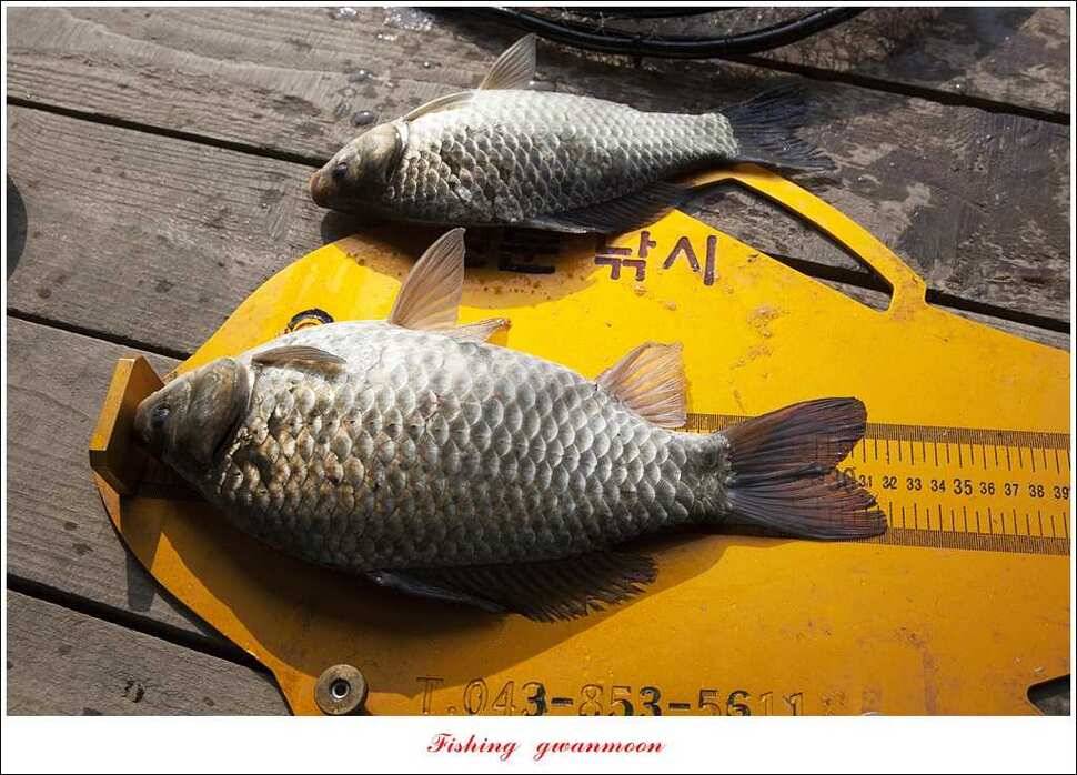 실리곡 38 cm 월척화곡지 월척 조황 (조황조행기 - 특파원조황)